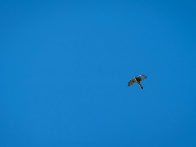 European turtle dove