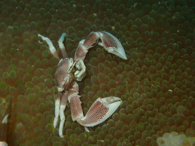 Euscorpius spp.