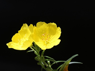 Evening Primrose