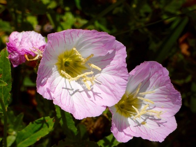 Evening primrose