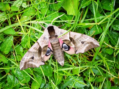 Eyed hawk‑moth