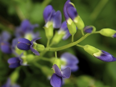 False indigo
