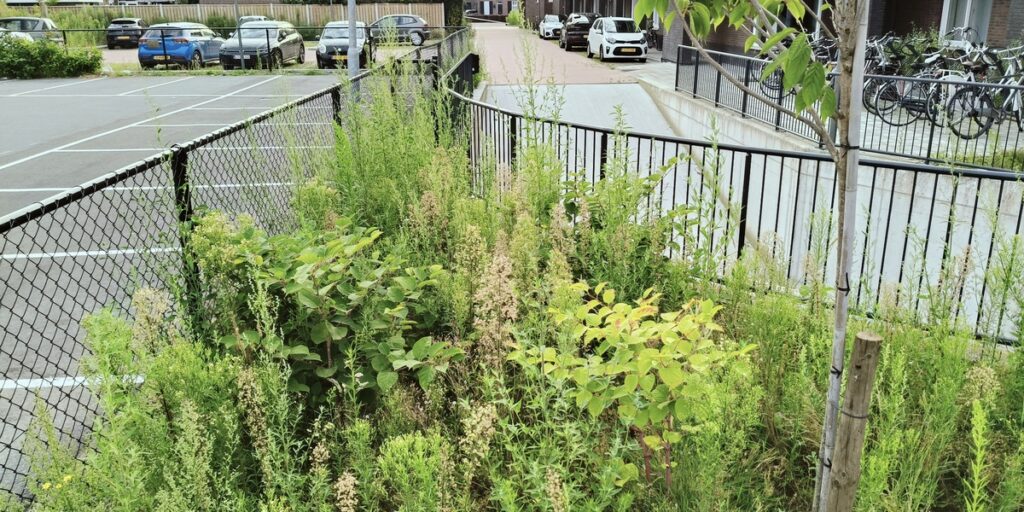 Invasive Species In Northern Ireland: The Complete List - Flora Fauna Fun
