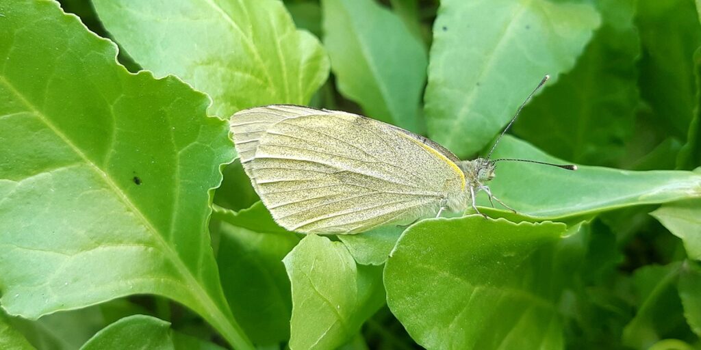 List of White Insects - Flora Fauna Fun