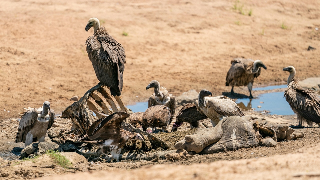 Vulture feeding at a carcass and buzzard perched scanning for prey