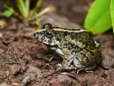 Fejervarya limnocharis