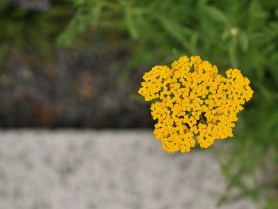 Fernleaf Yarrow