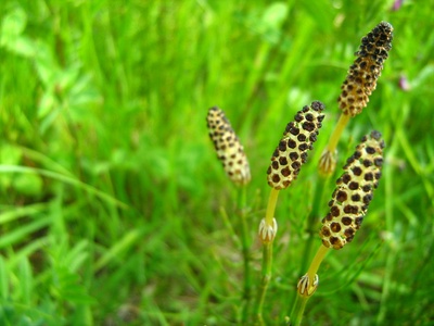 Field horsetail (Acker-Schachtelhalm)