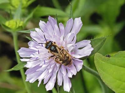 Field scabious