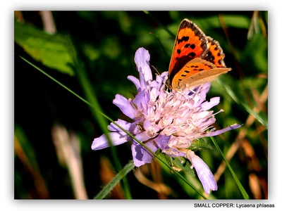 Field scabious