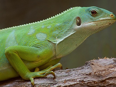 Fiji banded iguana