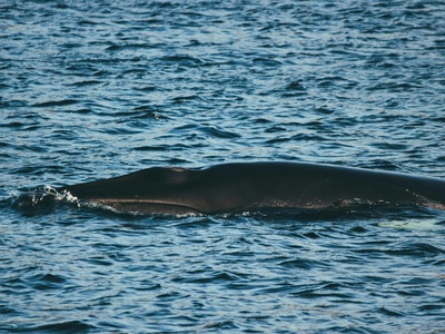 Fin whale