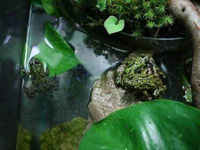 Fire-bellied Toad