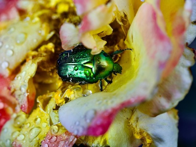 Fire-loving jewel beetle