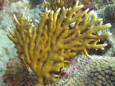 Fire coral