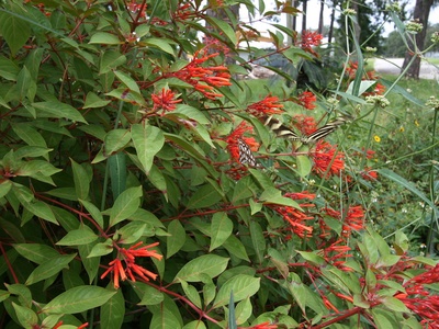 Firebush