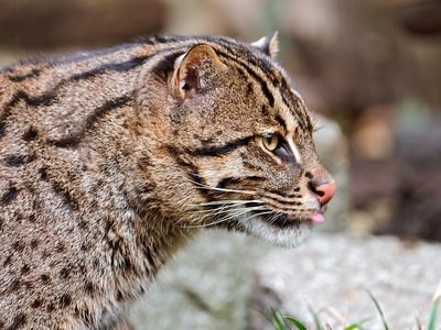 Fishing cat
