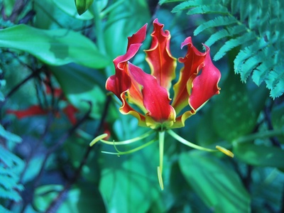 Flame lily