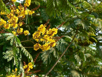 Flame tree (Peltophorum)