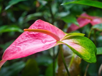 Flamingo flower