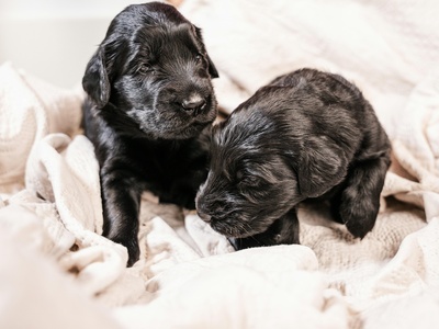 Flat-Coated Retriever