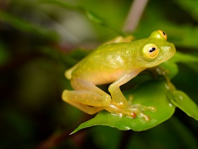 Fleischmann's glass frog