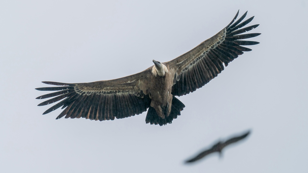 Soaring raptor wingspan and peregrine falcon in a stoop, wingtip shape and flight mechanics