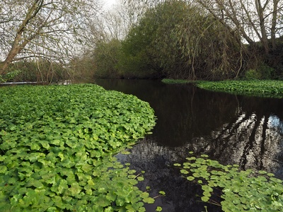 Floating pennywort