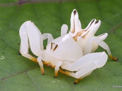 Flower crab spider