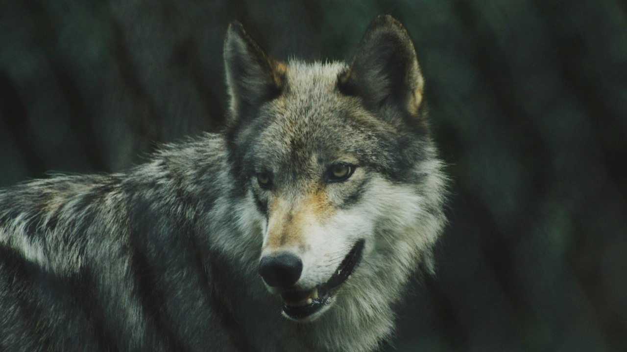 Iberian wolf in montane forest of northern Portugal