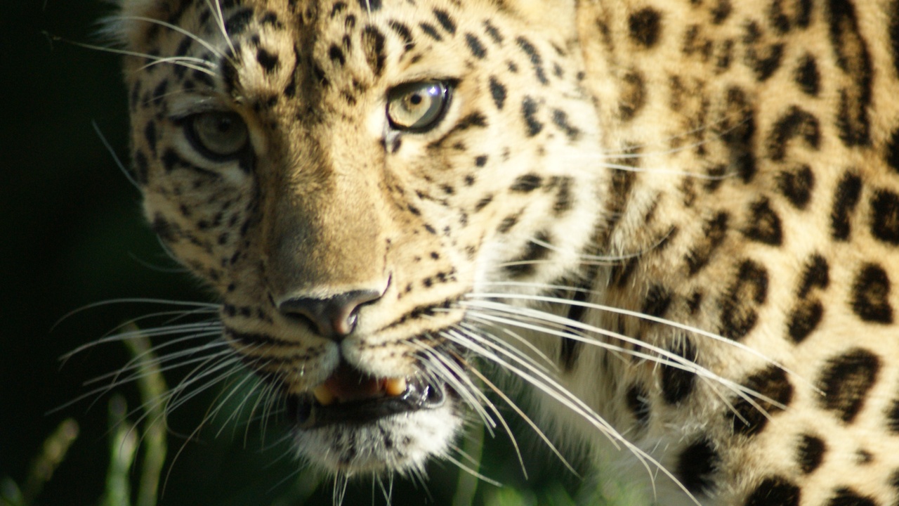 Amur leopard and Siberian lynx in dense taiga forest