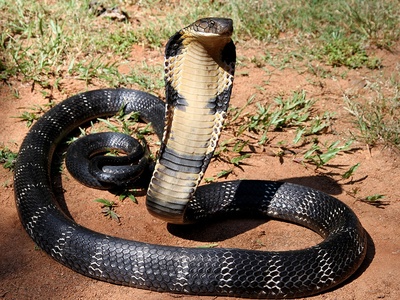 Forest cobra