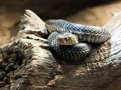 Forest cobra