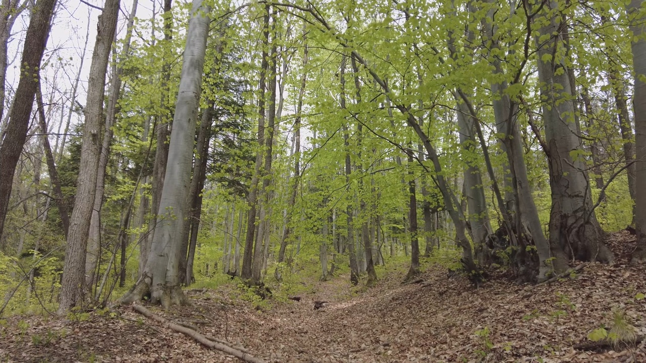 Beech and mixed forests in Slovakia