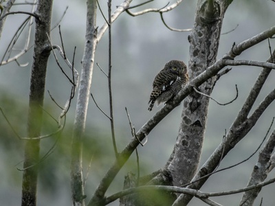 Forest owlet