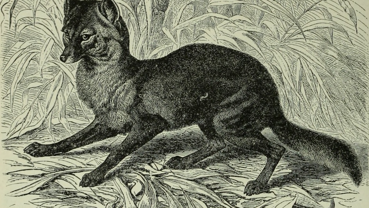 Lithuanian forest with large mammals such as European bison and Eurasian lynx in Aukštaitija National Park