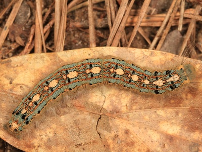 Forest tent caterpillar