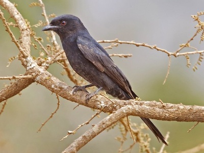 Fork-tailed Drongo