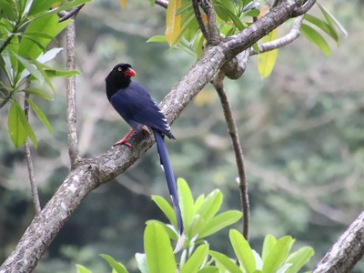Formosan Blue Magpie