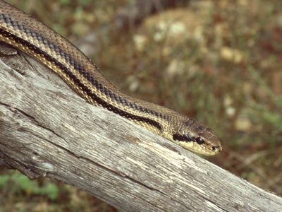 Four-lined snake