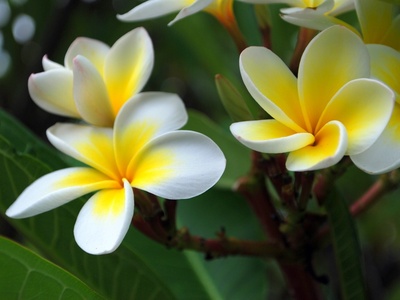 Frangipani