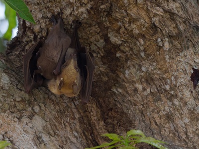 Franquet's epauletted bat