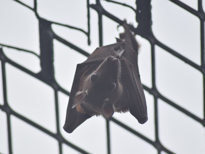 Franquet's epauletted fruit bat