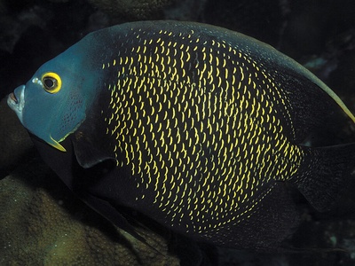 French angelfish