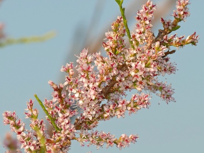 French tamarisk