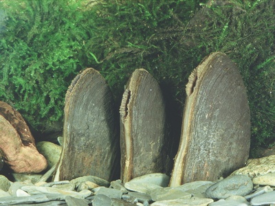 Freshwater pearl mussel