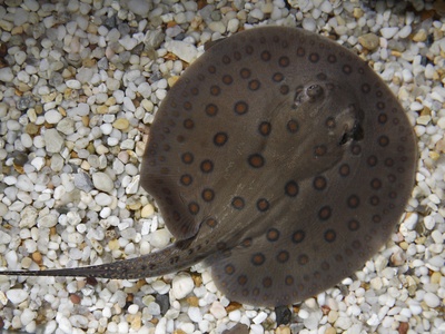 Freshwater stingrays