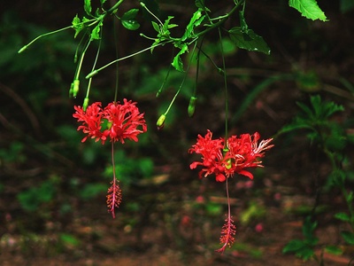 Fringed hibiscus