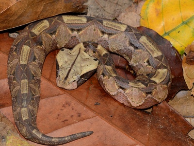 Gaboon viper