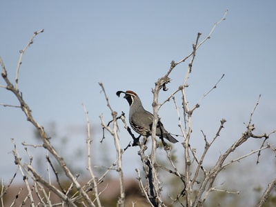 Gambel's quail